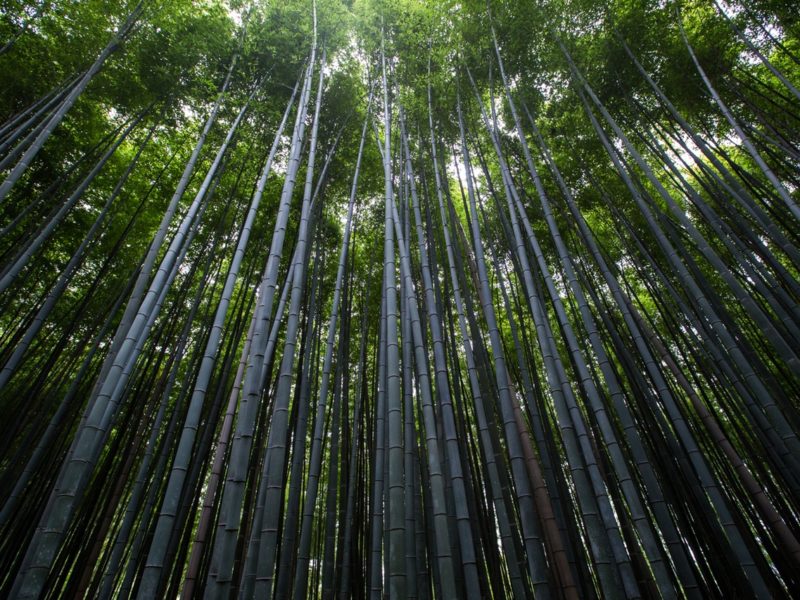 detecpa.2 - ventajas tarima de bambú